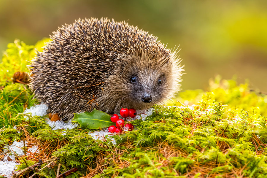 Hedgehog in winter with green moss red berries