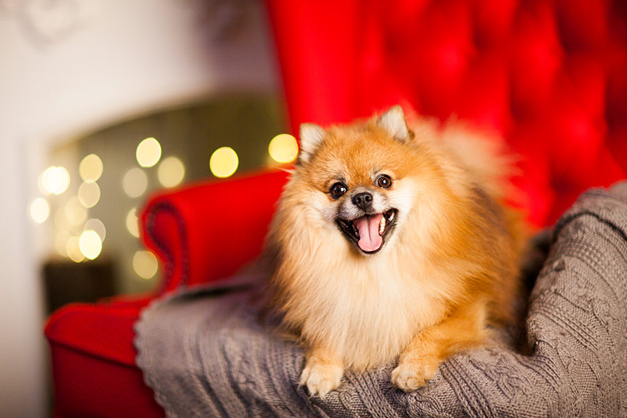 Cute chihuahua dog red armchair