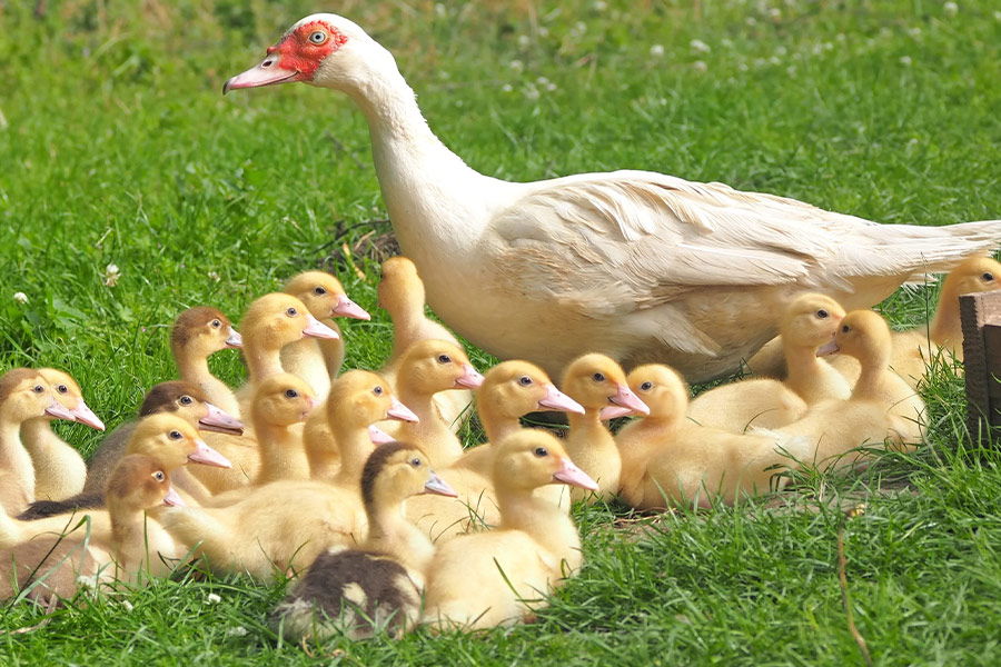 Mother duck with 22 ducklings