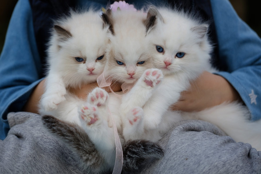 Holding three cute white kittens
