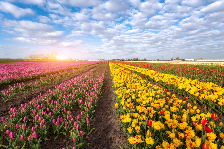 Rows blooming red yellow tulips spring scene Netherlands