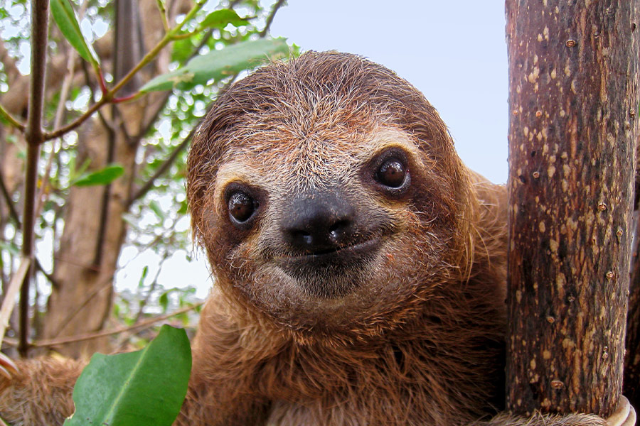 Cute face young brown sloth Central America