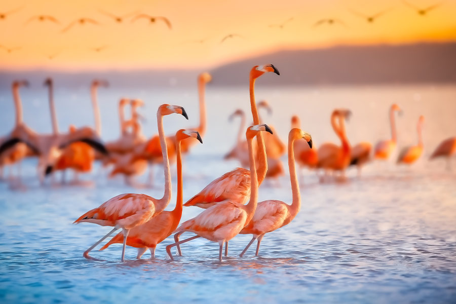 Pink flamingos in Celestun Mexico