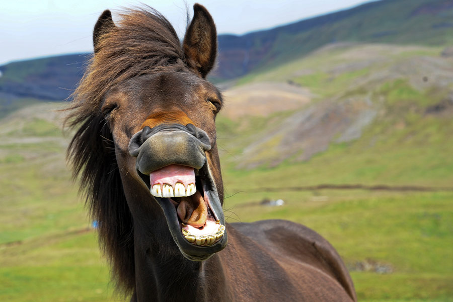 Icelandic horse give big smile