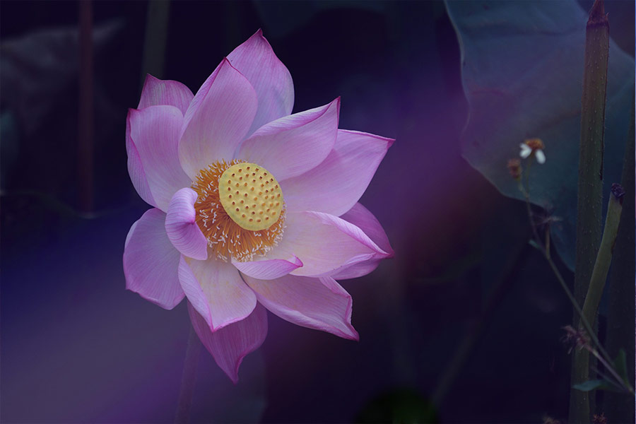 Flower lotus zin