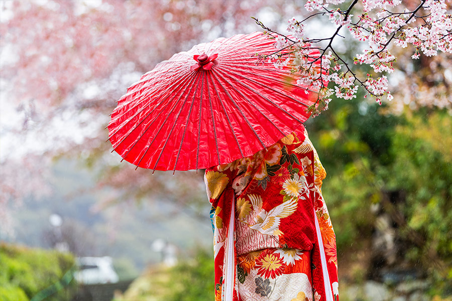 Kyoto Japan cherry blossom and woman red kimono umbrella