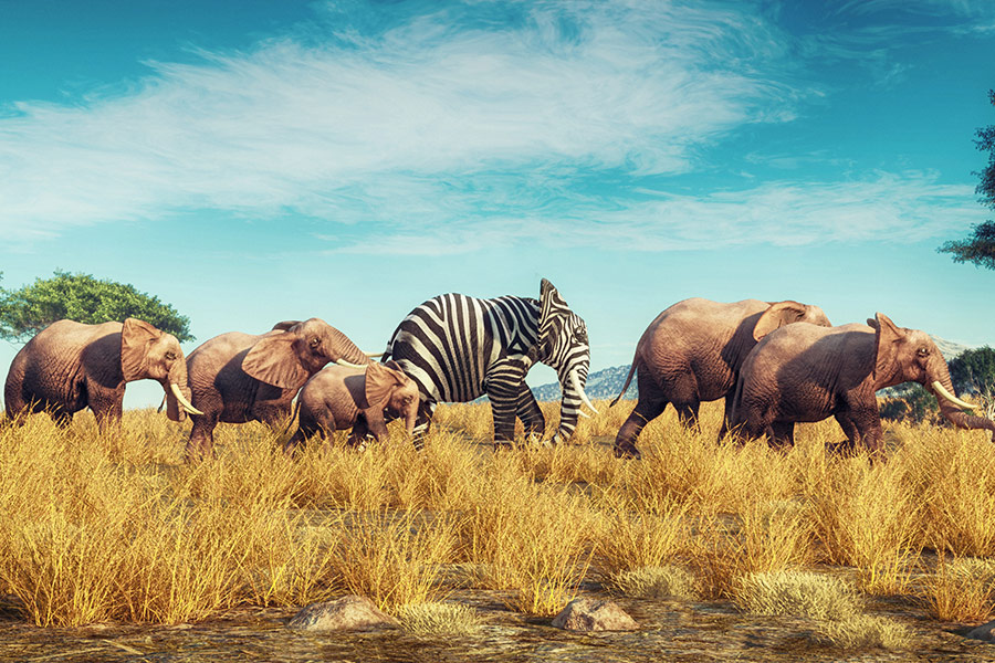 Elephant with zebra skin into crowd concept