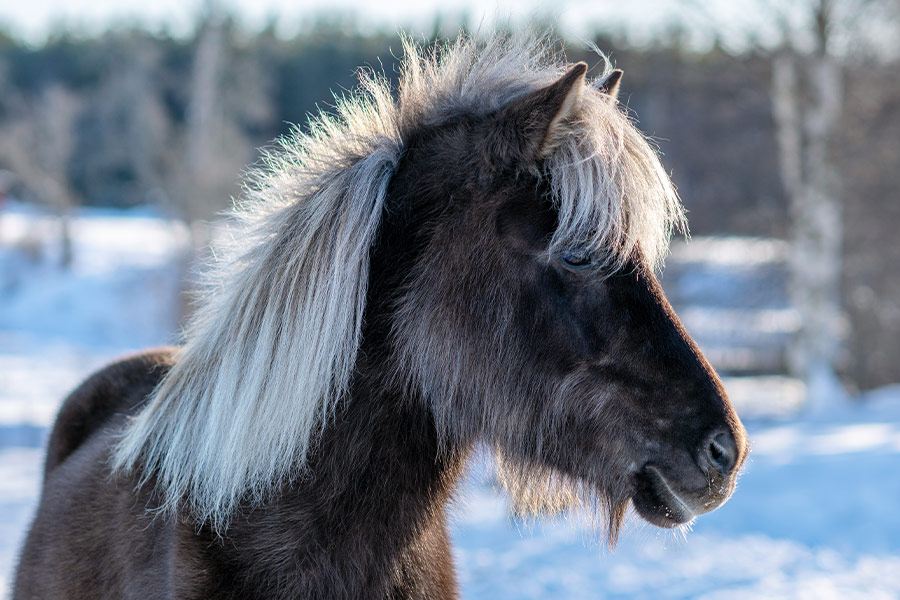 Dark brown Icelandic horse with white mane