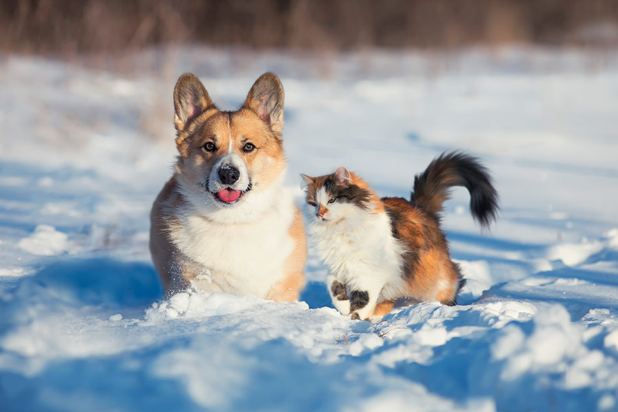 Fluffy red cat and dog sit next each other