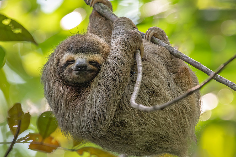 Toed sloth in Costa Rica