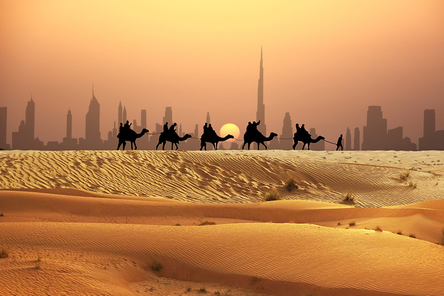 Camel tourist caravan walk sunset Dubai skyline