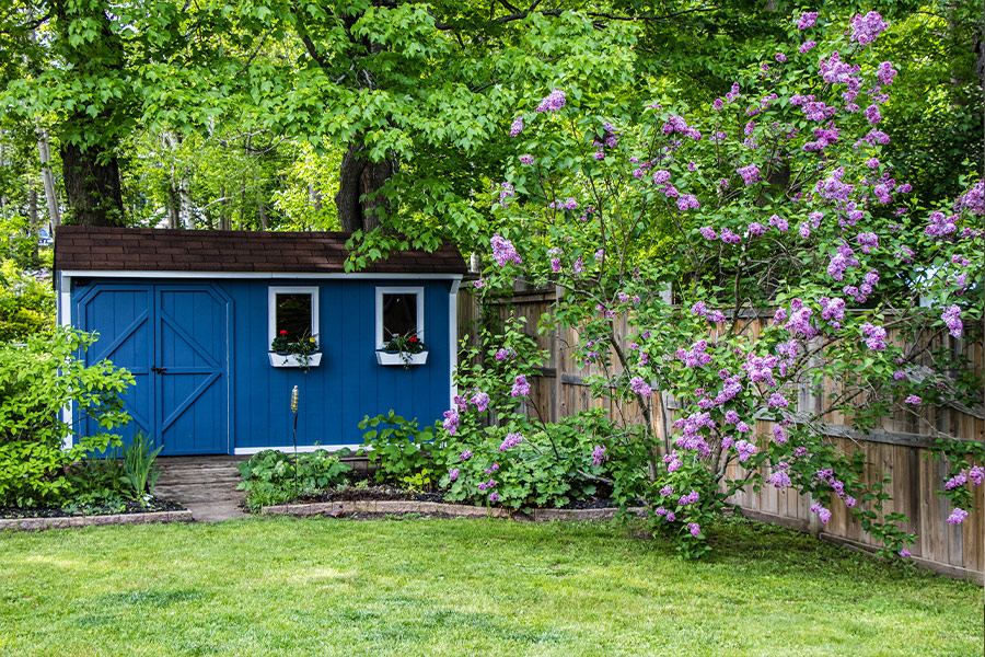 Blue garden shed lawn purple lilac bushes