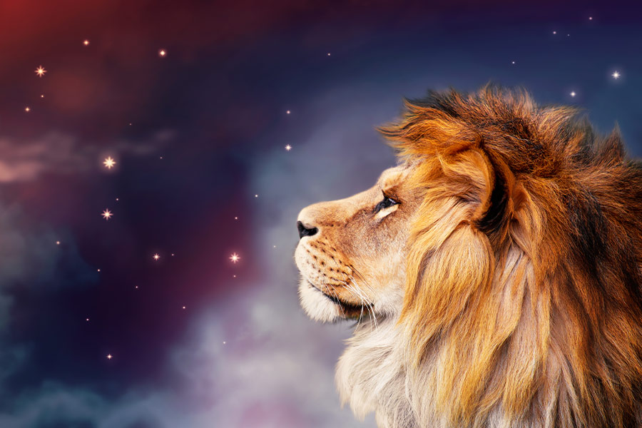 African lion and night in Africa