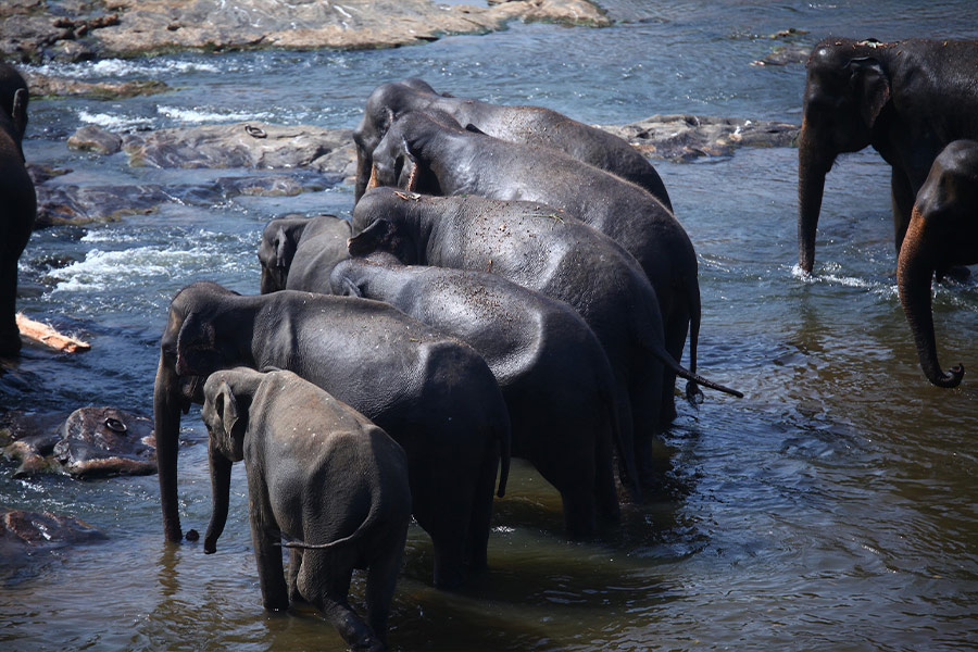 Group of elephants