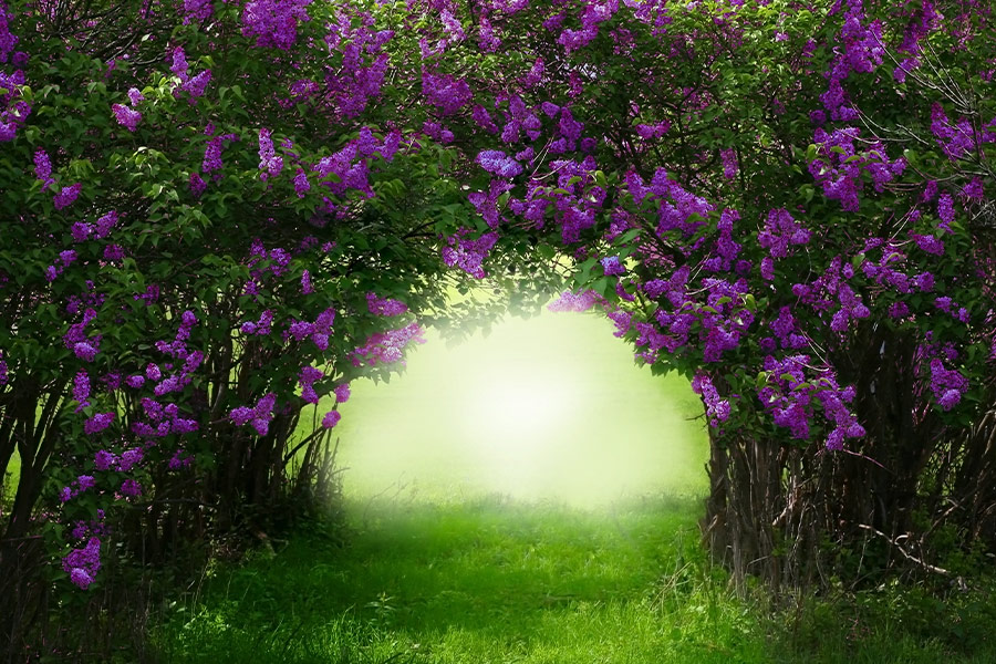 Beautiful lilac trees blossom