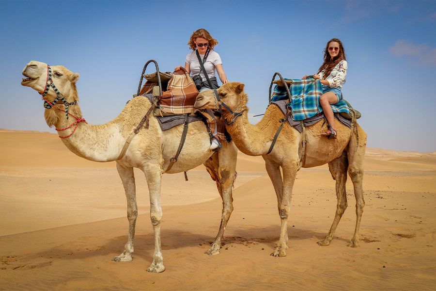 Camel desert tourist
