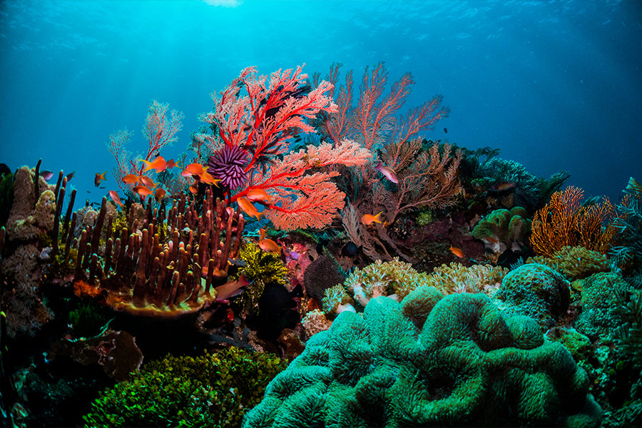 Beautiful coral with vibrant fish life and divers