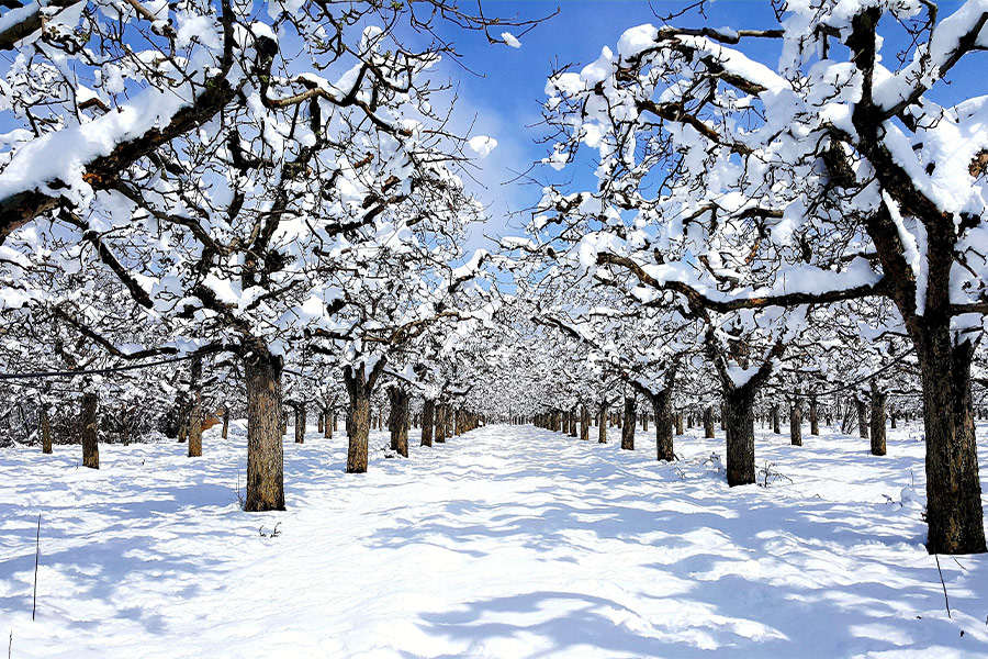 Apple orchard treated with snow