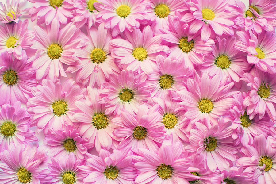 Pink daisies flowers