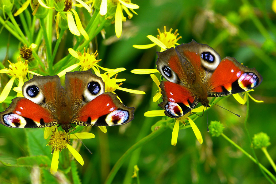two peacock butterflies