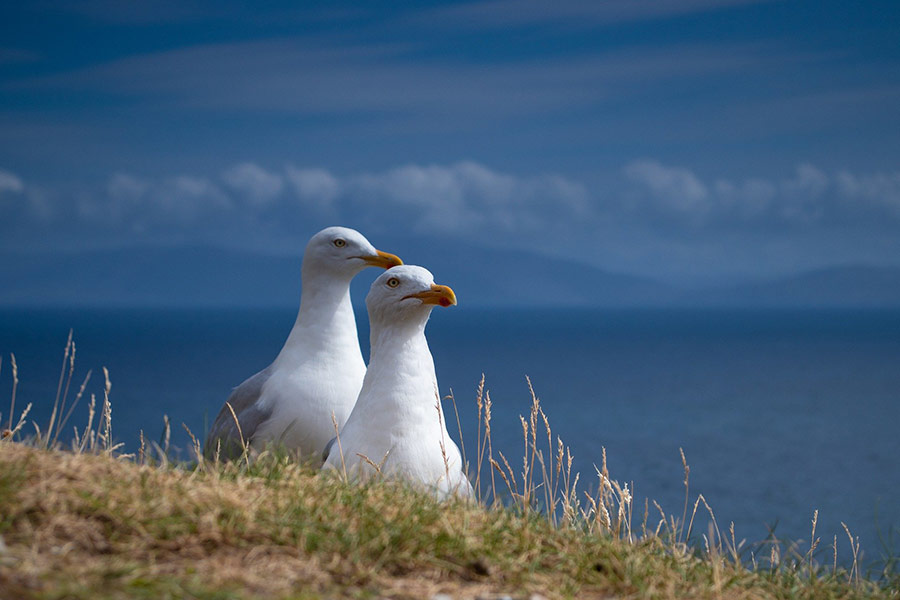 Two seagulls couple