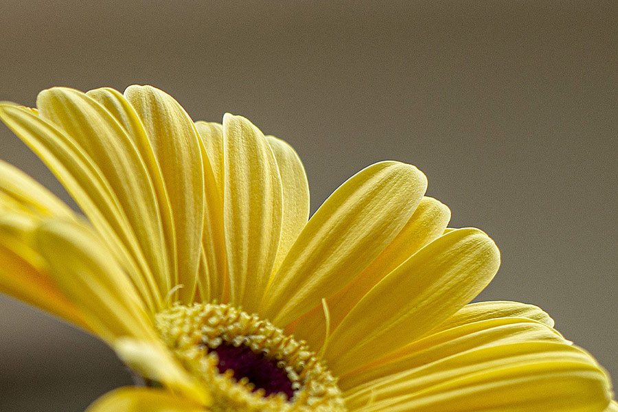 Super bright yellow flower