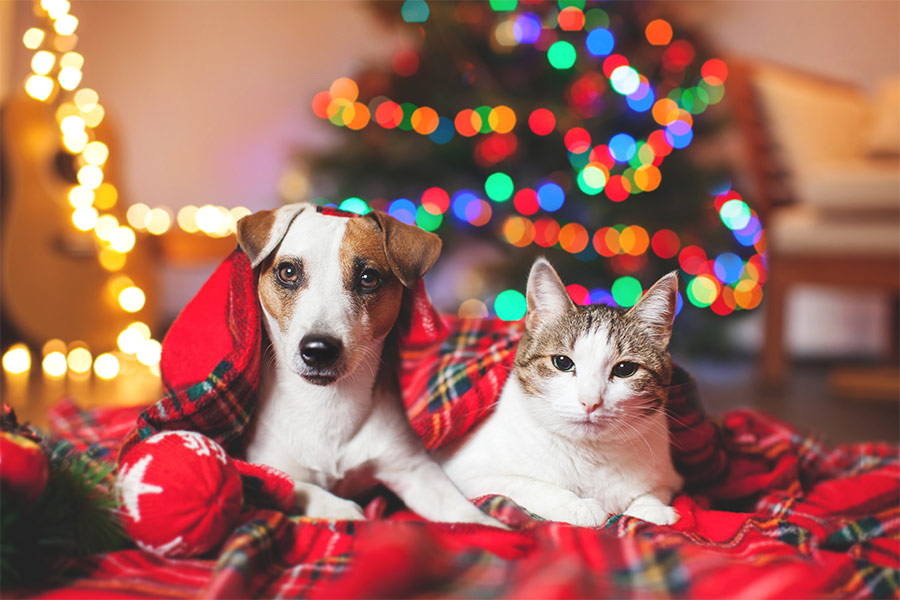 Cat and dog christmas tree