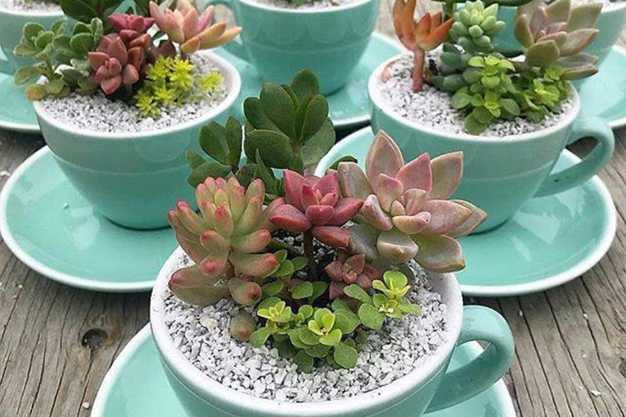Succulents in cups