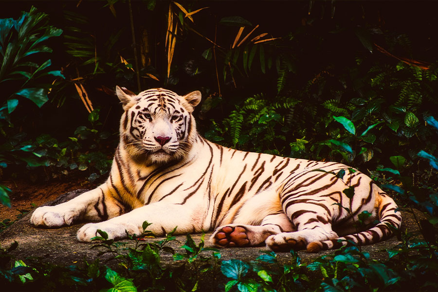 Albino rare tiger