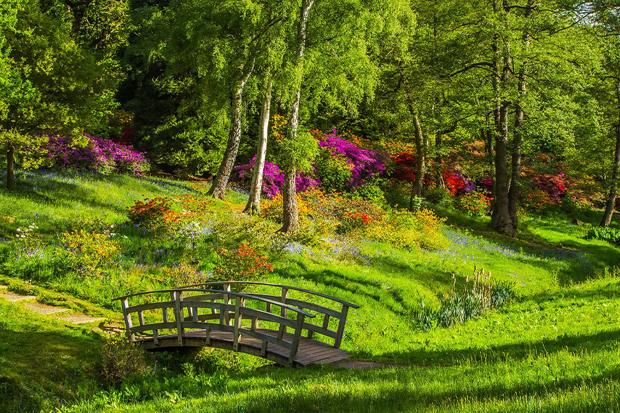 Green grass trees wooden bridge