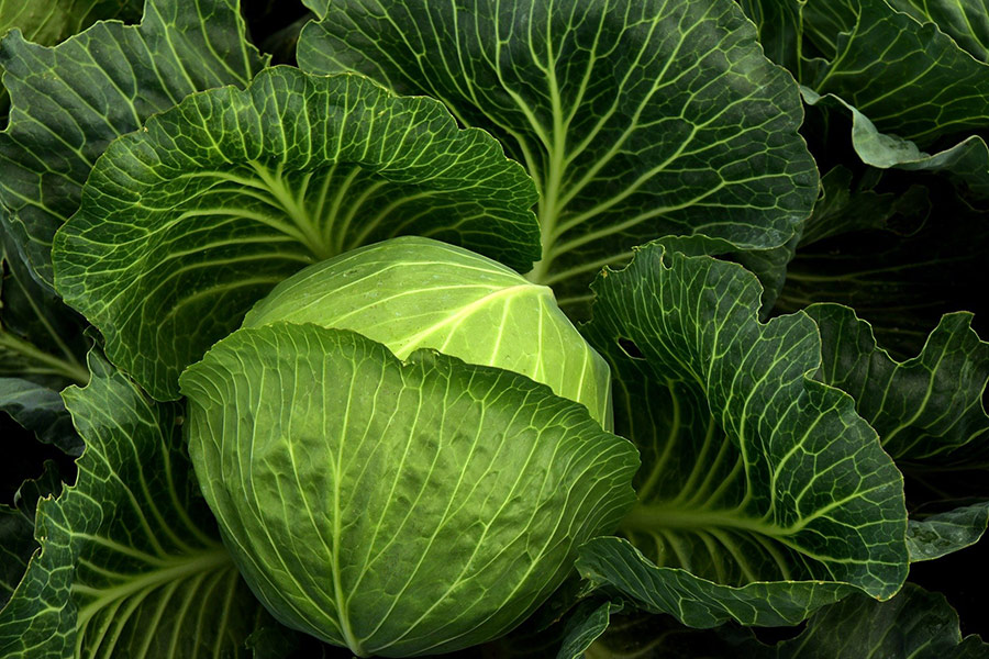 Cabbage cultivation