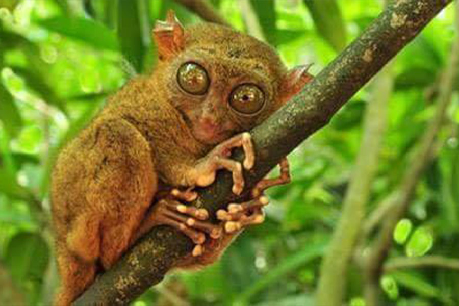 Tarsier