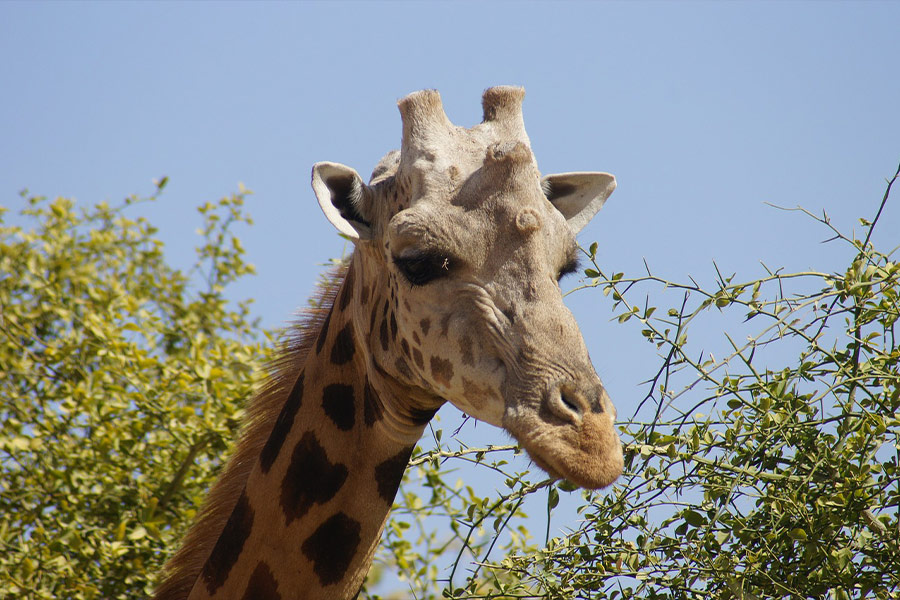 Nigeria giraffe photo