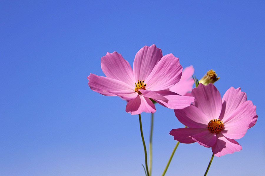 Cosmos flower under blue sky