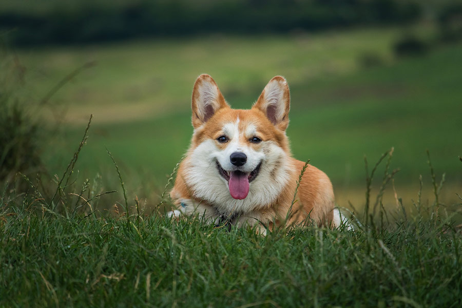 Happy cute dog