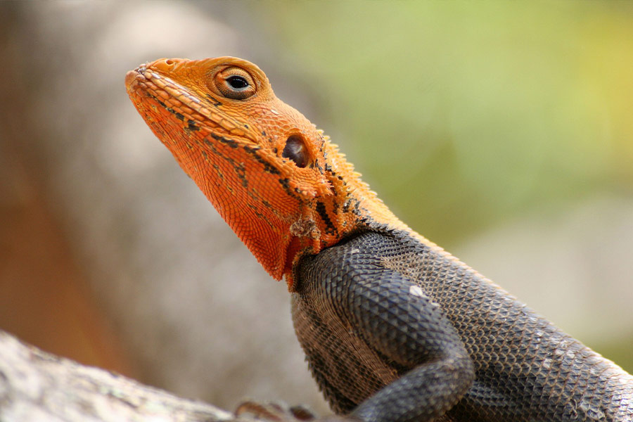 Orange black lizard color