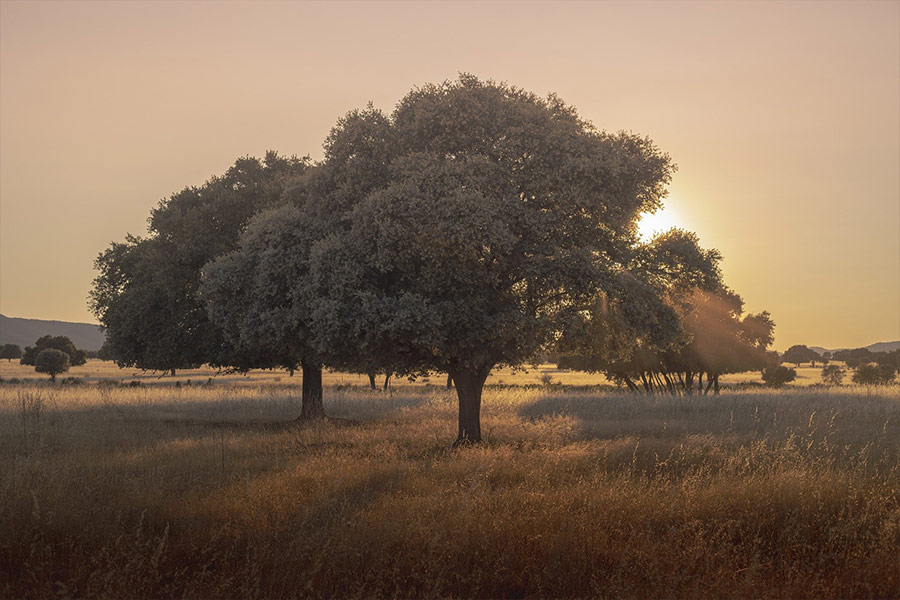 Cabaneros national park