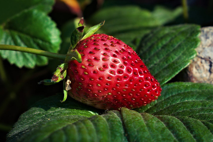 Freshly red strawberry fruit