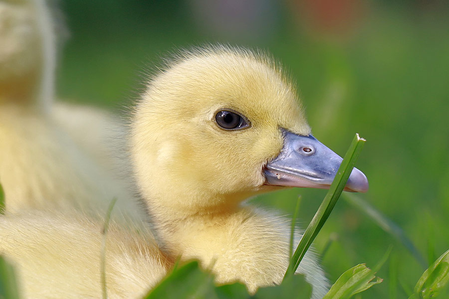 Duckling duck