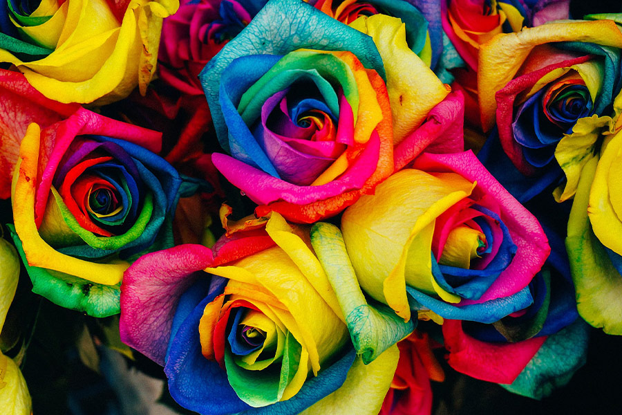 Artificial colorful roses
