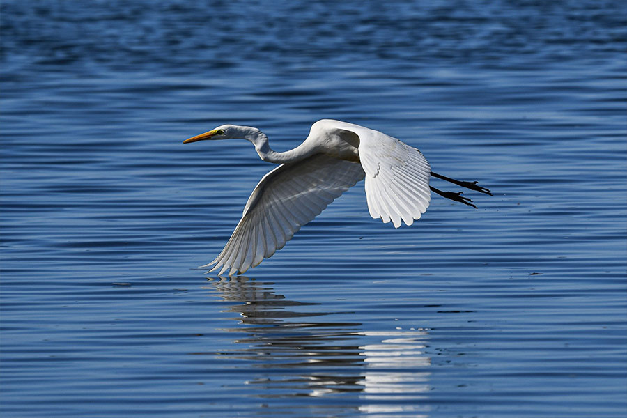 Great egret heron