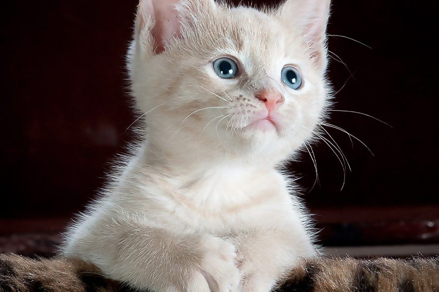 White young kitty cat
