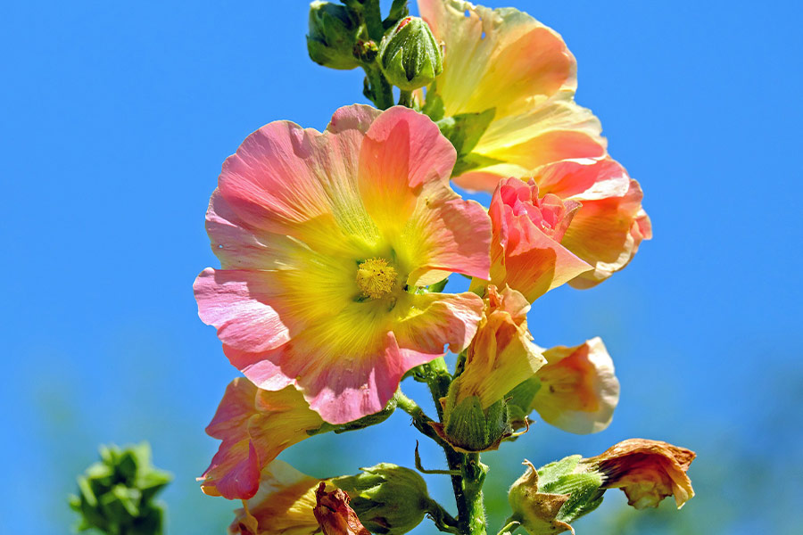 Hollyhock flowers