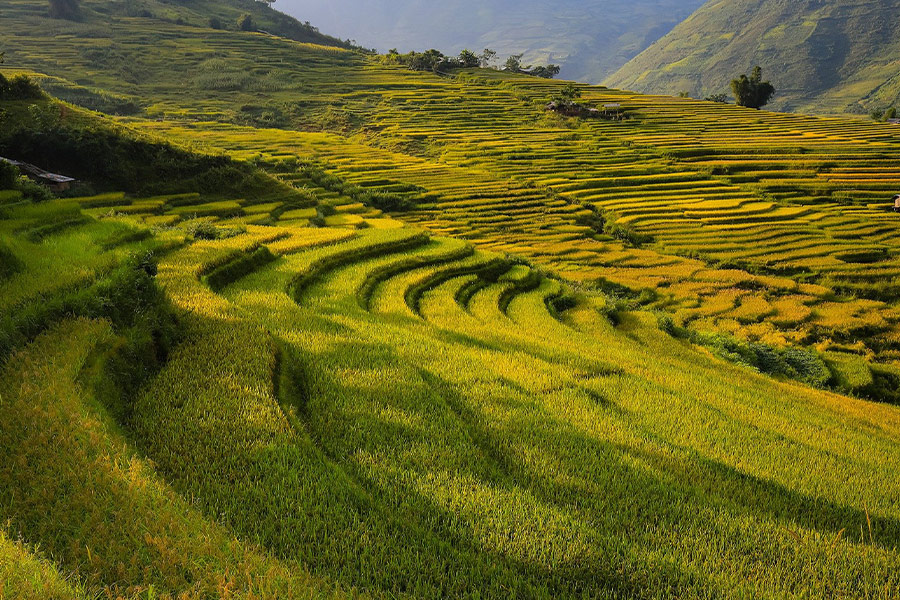 Rice terraces field landscape
