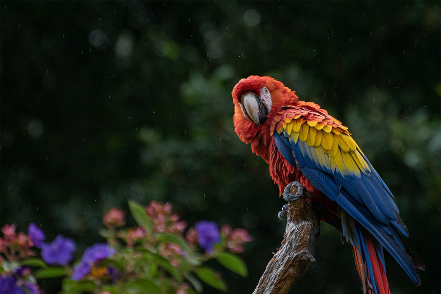 Macao parrot bird cockatoo