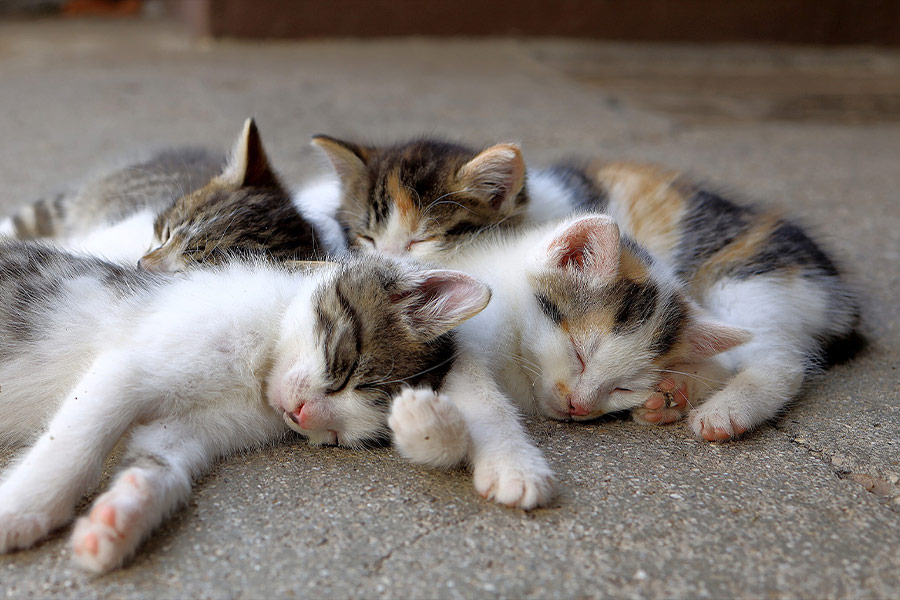 Four sleeping kittens