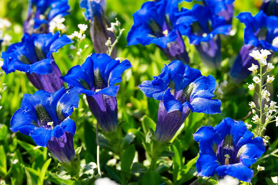 Gentians blue flowers