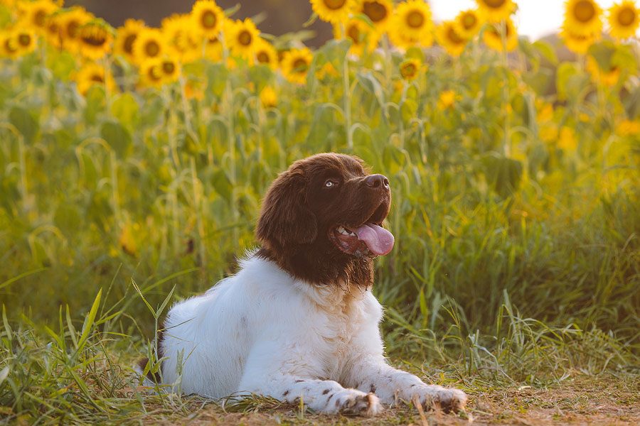 Portrait cute puppy dog