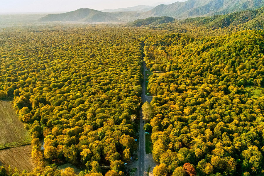 Aerial forest landscape