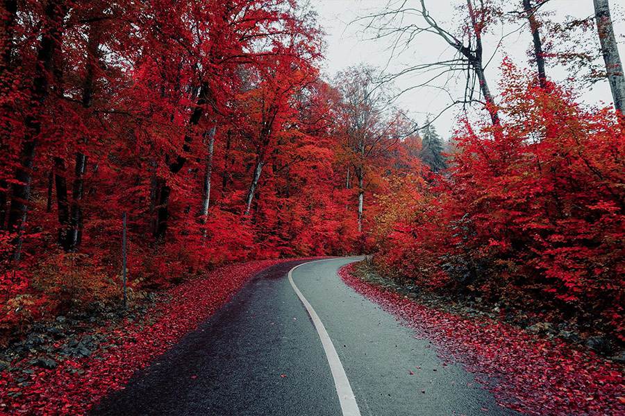 Roadway pavement countryside autumn